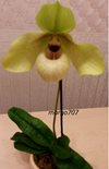 Paphiopedilum hangianum x malipoense